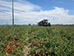 A área de produção da Tomataza localiza-se na região do Ribatejo, na Lezíria do rio Tejo,  concelhos de Azambuja, Cartaxo e Santarém.