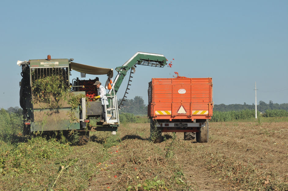 A área de produção da Tomataza localiza-se na região do Ribatejo, na Lezíria do rio Tejo,  concelhos de Azambuja, Cartaxo e Santarém.