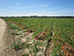 A área de produção da Tomataza localiza-se na região do Ribatejo, na Lezíria do rio Tejo,  concelhos de Azambuja, Cartaxo e Santarém.