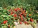 A área de produção da Tomataza localiza-se na região do Ribatejo, na Lezíria do rio Tejo,  concelhos de Azambuja, Cartaxo e Santarém.