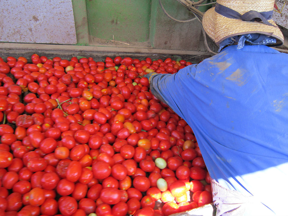 A área de produção da Tomataza localiza-se na região do Ribatejo, na Lezíria do rio Tejo,  concelhos de Azambuja, Cartaxo e Santarém.