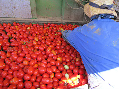 A área de produção da Tomataza localiza-se na região do Ribatejo, na Lezíria do rio Tejo,&nbsp; concelhos de Azambuja, Cartaxo e Santarém.