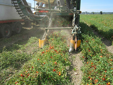 A área de produção da Tomataza localiza-se na região do Ribatejo, na Lezíria do rio Tejo,&nbsp; concelhos de Azambuja, Cartaxo e Santarém.