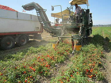 A área de produção da Tomataza localiza-se na região do Ribatejo, na Lezíria do rio Tejo,&nbsp; concelhos de Azambuja, Cartaxo e Santarém.
